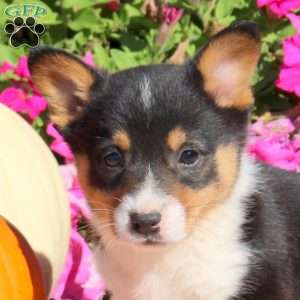 Nova, Pembroke Welsh Corgi Puppy