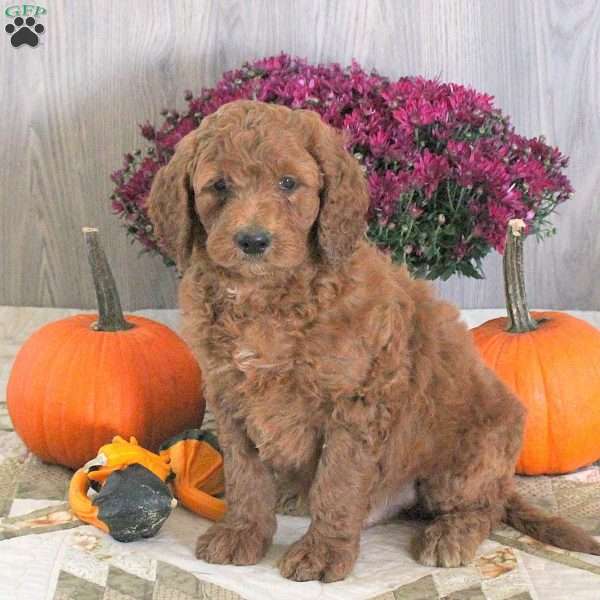Nugget, Goldendoodle Puppy
