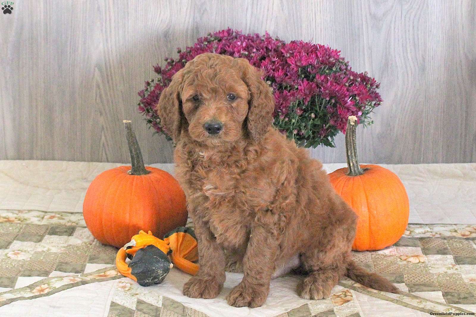 Nugget (Doodle / designer cross, Male) in Kinzers, PA