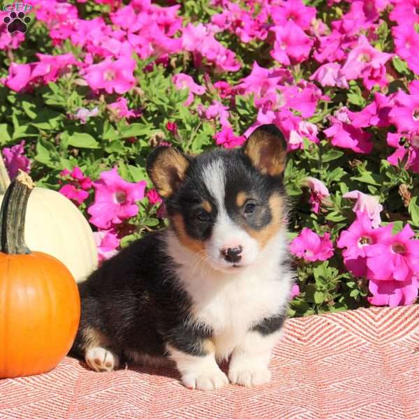 Nugget, Pembroke Welsh Corgi Puppy