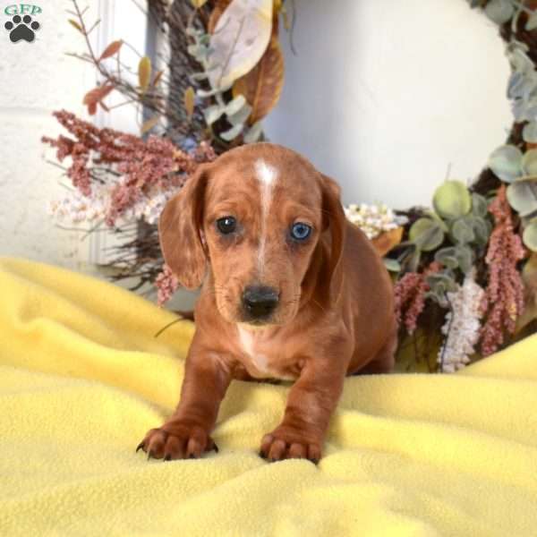 Nugget, Dachshund Puppy