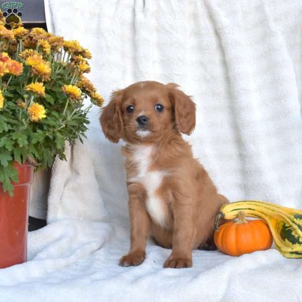 Nugget, Cavapoo Puppy