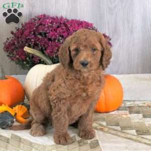 Nugget, Goldendoodle Puppy