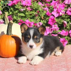 Nugget, Pembroke Welsh Corgi Puppy