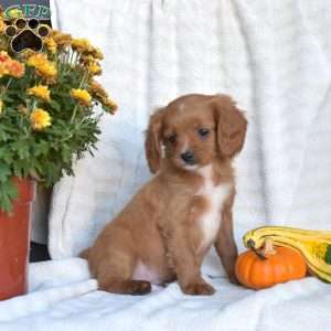 Nugget, Cavapoo Puppy