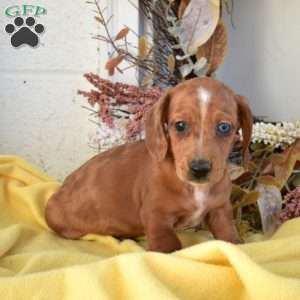 Nugget, Dachshund Puppy