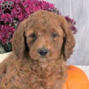 Nugget, Goldendoodle Puppy