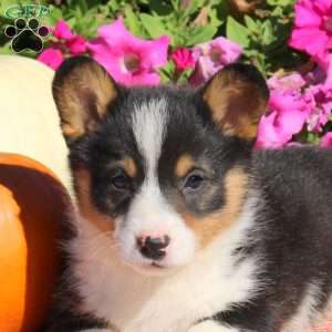 Nugget, Pembroke Welsh Corgi Puppy