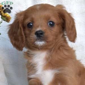 Nugget, Cavapoo Puppy
