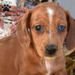 Nugget, Dachshund Puppy