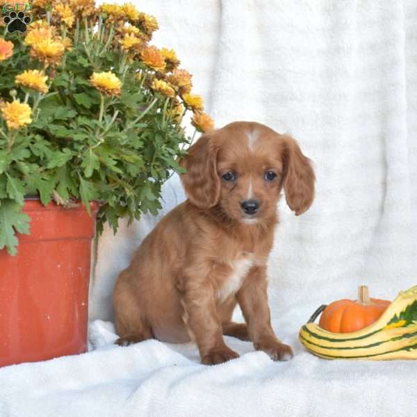 Nutmeg, Cavapoo Puppy