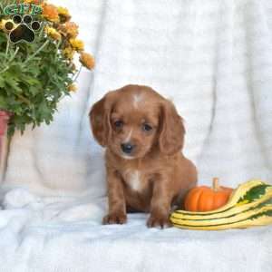 Nutmeg, Cavapoo Puppy