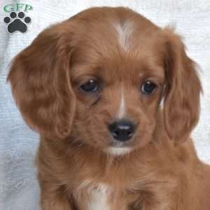 Nutmeg, Cavapoo Puppy