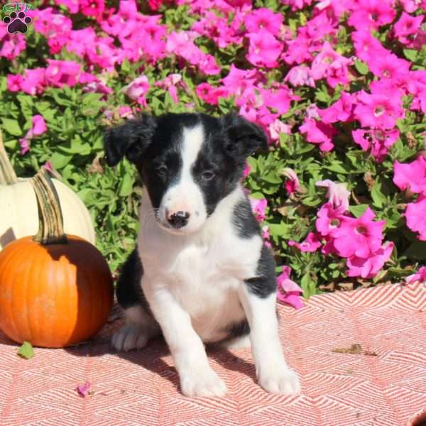 Oakley, Border Collie Puppy