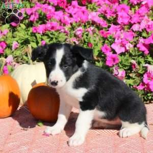 Oakley, Border Collie Puppy