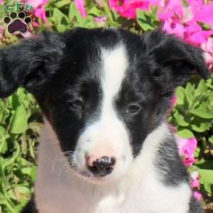 Oakley, Border Collie Puppy