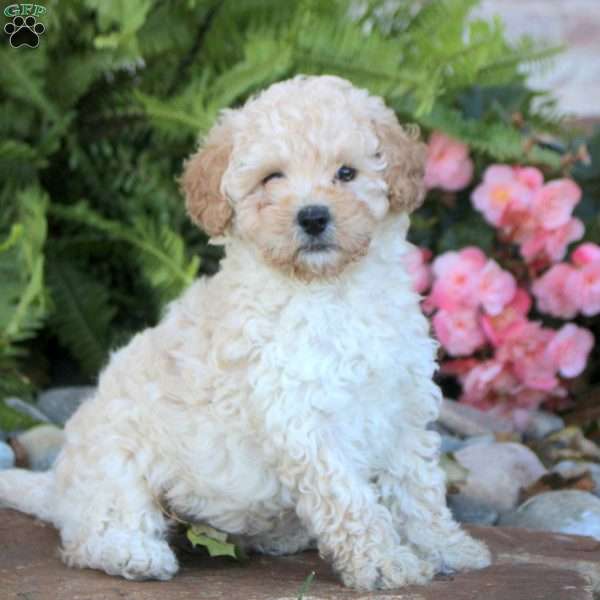 Olive, Miniature Poodle Puppy