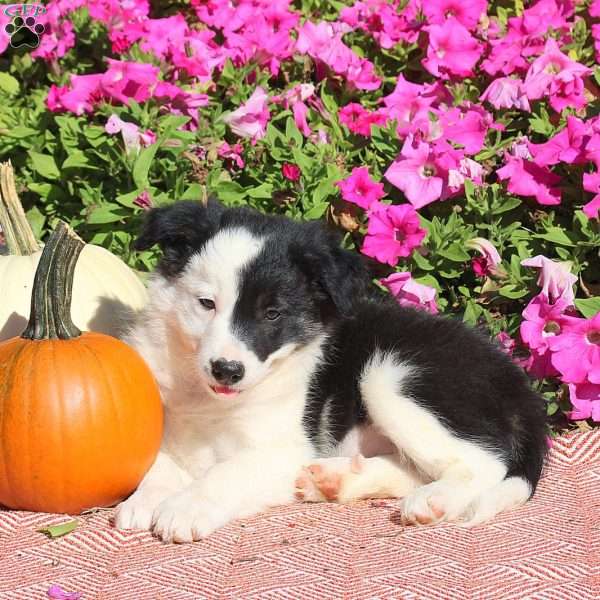 Olive, Border Collie Puppy