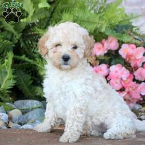 Olive, Miniature Poodle Puppy