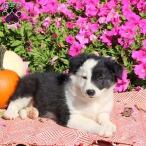 Olive, Border Collie Puppy