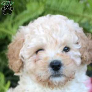 Olive, Miniature Poodle Puppy