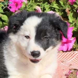 Olive, Border Collie Puppy