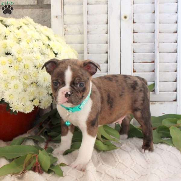 Oliver, Boston Terrier Puppy