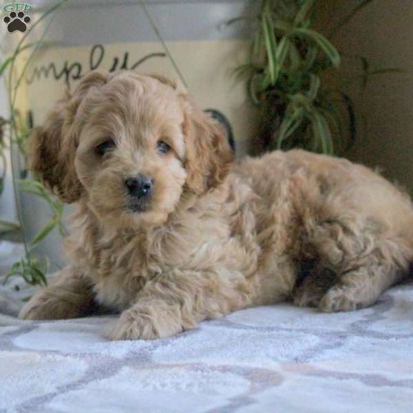 Oliver, Cockapoo Puppy