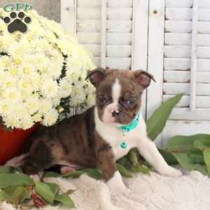 Oliver, Boston Terrier Puppy