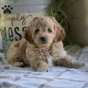 Oliver, Cockapoo Puppy