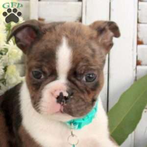 Oliver, Boston Terrier Puppy