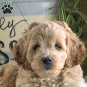 Oliver, Cockapoo Puppy