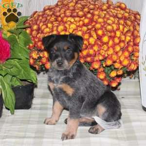 Olivia, Blue Heeler – Australian Cattle Dog Puppy
