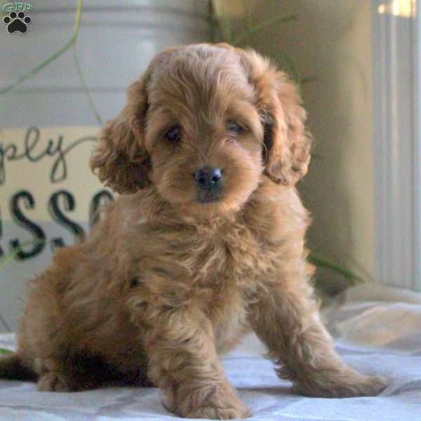 Olivia, Cockapoo Puppy