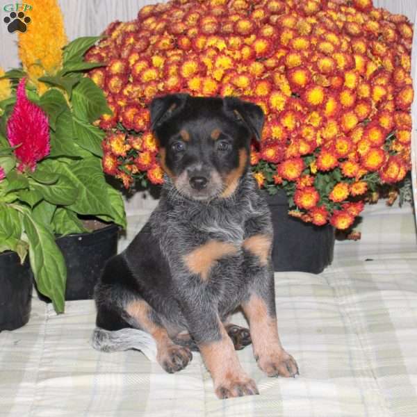Olivia, Blue Heeler – Australian Cattle Dog Puppy
