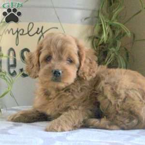 Olivia, Cockapoo Puppy