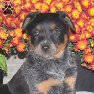 Olivia, Blue Heeler – Australian Cattle Dog Puppy