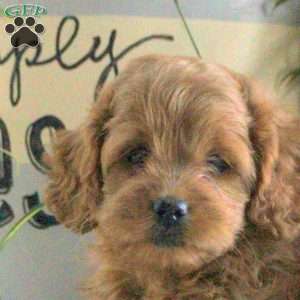 Olivia, Cockapoo Puppy