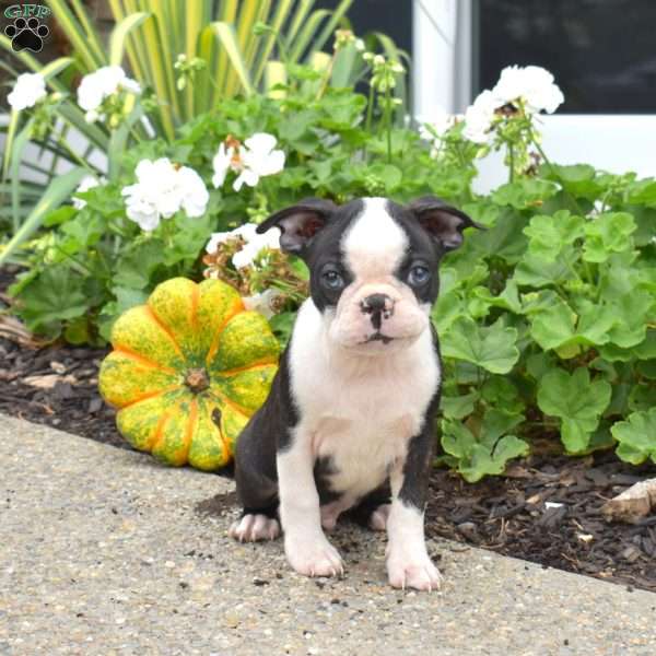 Ollie, Boston Terrier Puppy