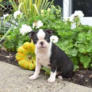 Ollie, Boston Terrier Puppy