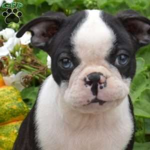 Ollie, Boston Terrier Puppy