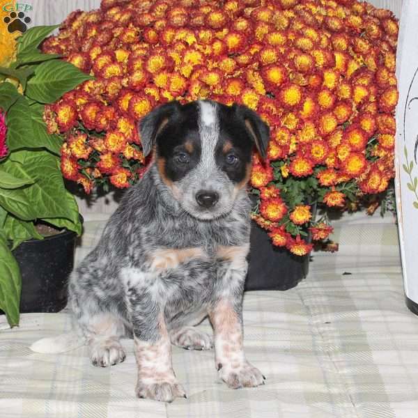 Olyn, Blue Heeler – Australian Cattle Dog Puppy