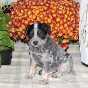 Olyn, Blue Heeler – Australian Cattle Dog Puppy