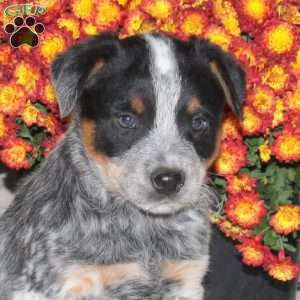 Olyn, Blue Heeler – Australian Cattle Dog Puppy