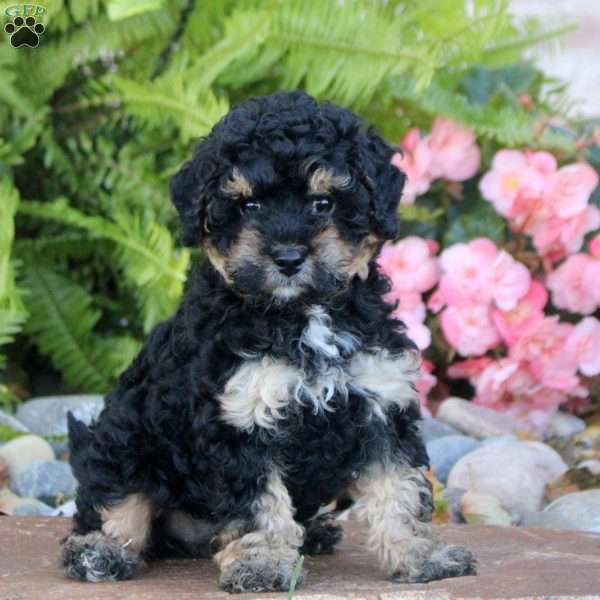 Opal, Miniature Poodle Puppy