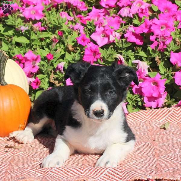 Opal, Border Collie Puppy
