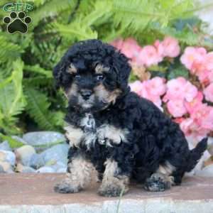 Opal, Miniature Poodle Puppy