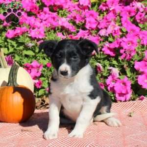 Opal, Border Collie Puppy