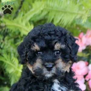 Opal, Miniature Poodle Puppy