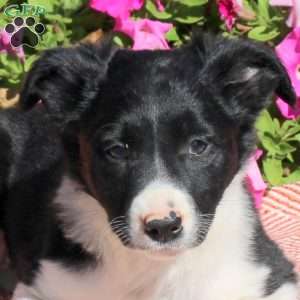 Opal, Border Collie Puppy